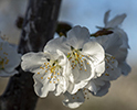 Orchard Blossom 64